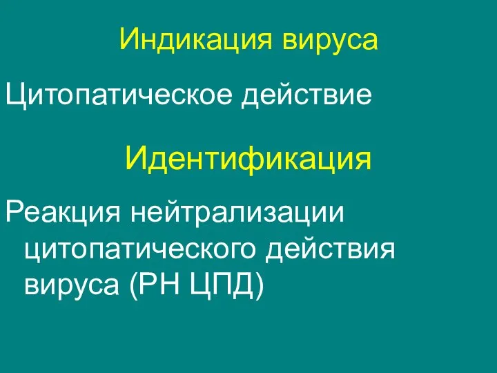 Идентификация Реакция нейтрализации цитопатического действия вируса (РН ЦПД) Индикация вируса Цитопатическое действие