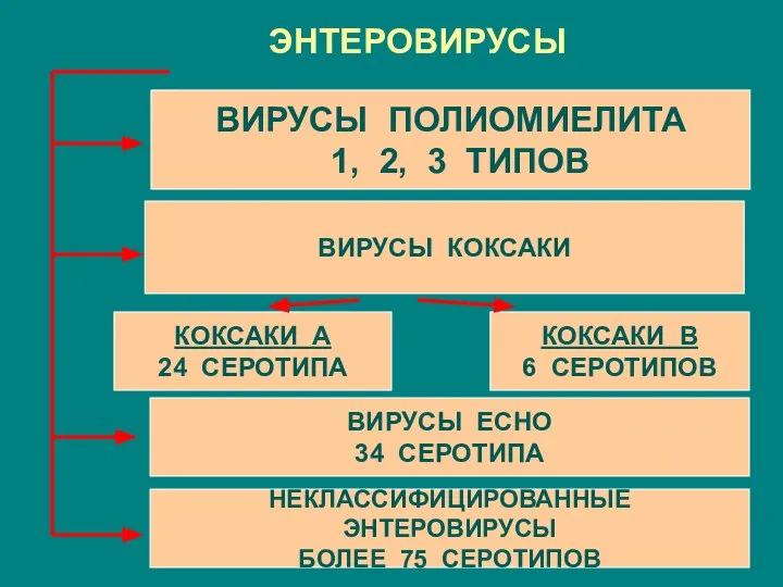 ЭНТЕРОВИРУСЫ ВИРУСЫ ПОЛИОМИЕЛИТА 1, 2, 3 ТИПОВ ВИРУСЫ КОКСАКИ КОКСАКИ В