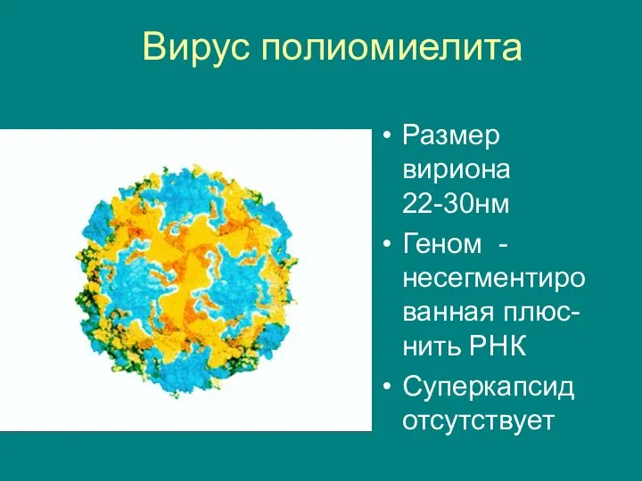 Вирус полиомиелита Размер вириона 22-30нм Геном - несегментированная плюс-нить РНК Суперкапсид отсутствует