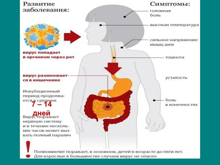 7 – 14 дней