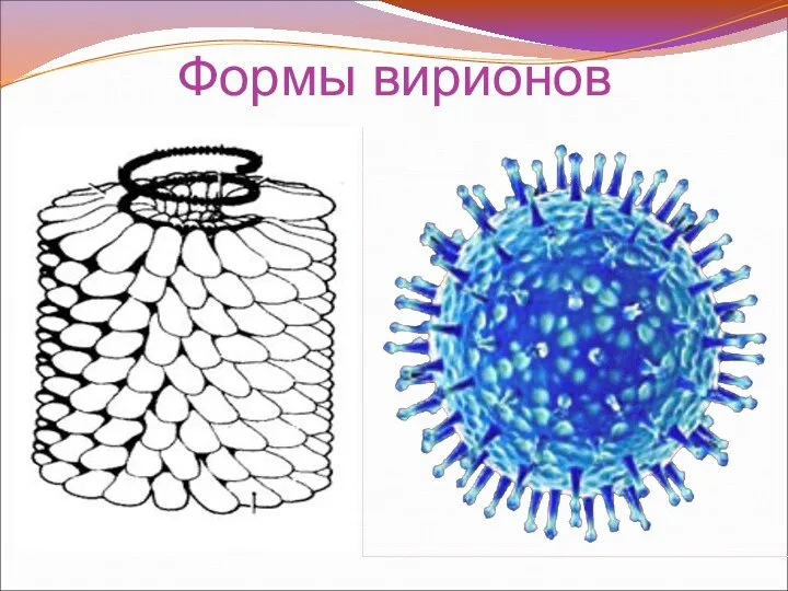 Формы вирионов