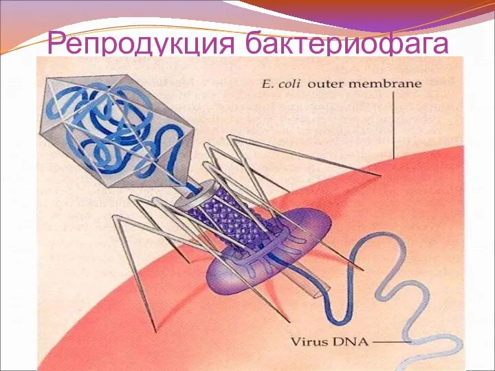 Репродукция бактериофага