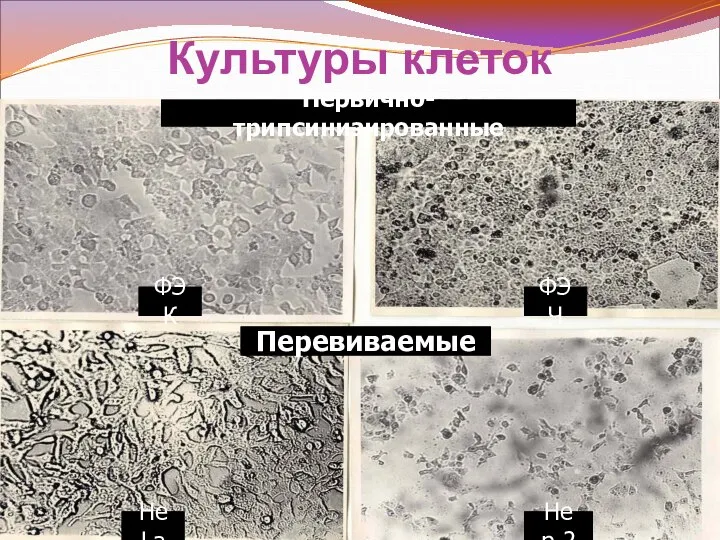 Культуры клеток Первично трепсинизированные ФЭК ФЭЧ HeLa Hep-2 Первично-трипсинизированные Перевиваемые