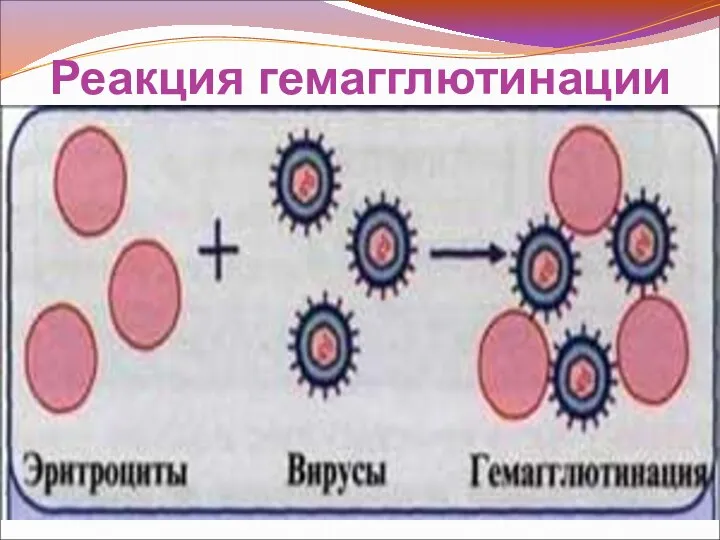 Реакция гемагглютинации