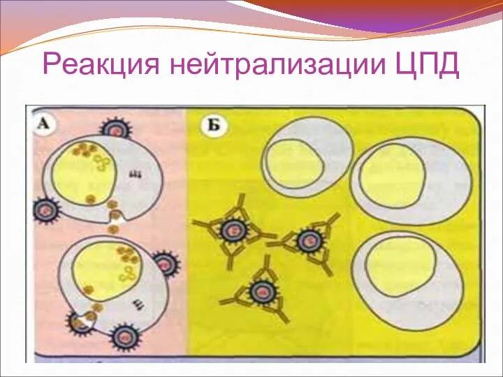 Реакция нейтрализации ЦПД