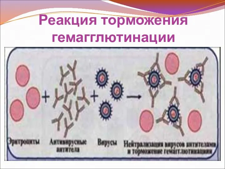 Реакция торможения гемагглютинации