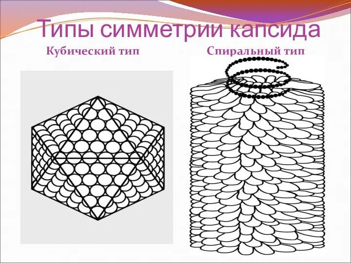 Типы симметрии капсида Кубический тип Спиральный тип