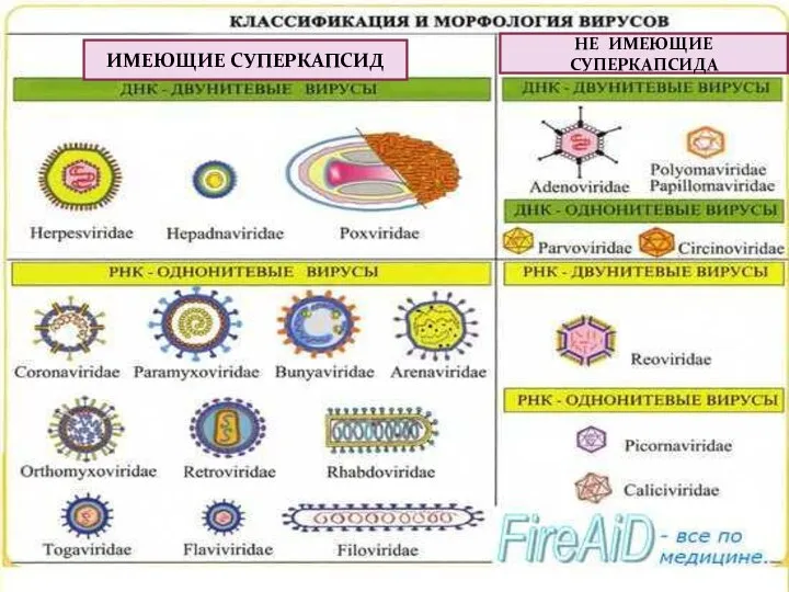 ИМЕЮЩИЕ СУПЕРКАПСИД НЕ ИМЕЮЩИЕ СУПЕРКАПСИДА