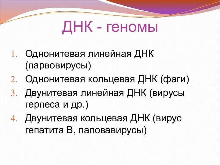 ДНК - геномы Однонитевая линейная ДНК (парвовирусы) Однонитевая кольцевая ДНК (фаги)