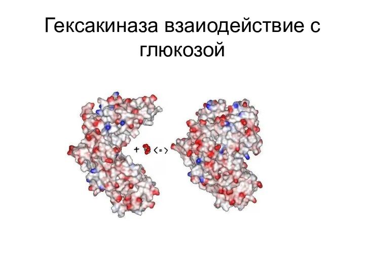 Гексакиназа взаиодействие с глюкозой