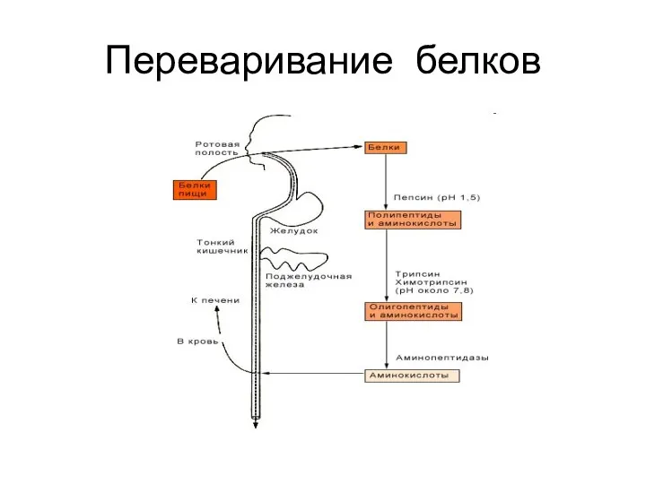 Переваривание белков