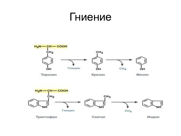 Гниение