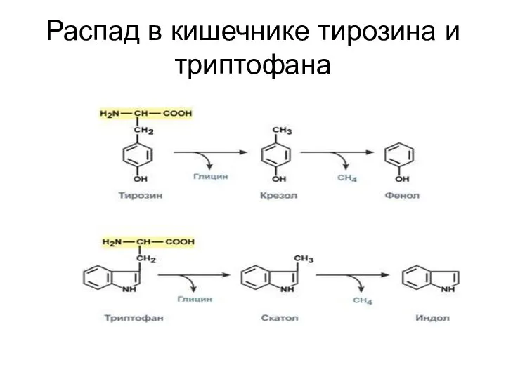 Распад в кишечнике тирозина и триптофана