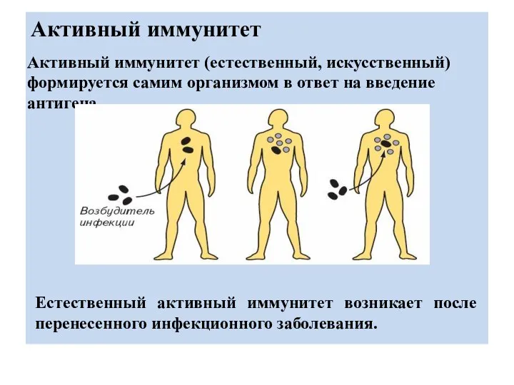 Активный иммунитет Активный иммунитет (естественный, искусственный) формируется самим организмом в ответ