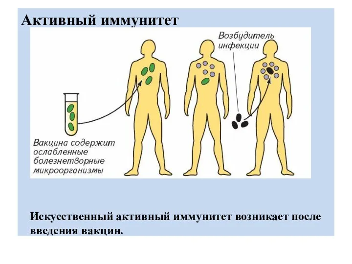 Активный иммунитет Искусственный активный иммунитет возникает после введения вакцин.