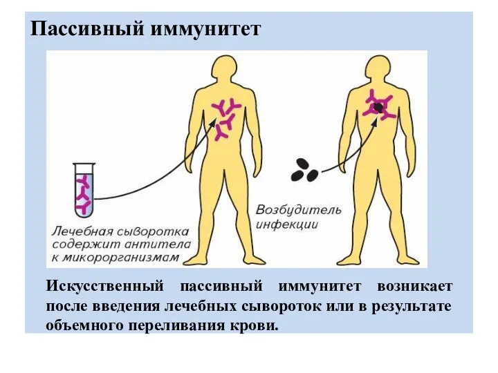 Пассивный иммунитет Искусственный пассивный иммунитет возникает после введения лечебных сывороток или в результате объемного переливания крови.