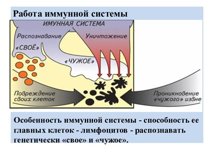 Работа иммунной системы Особенность иммунной системы - способность ее главных клеток