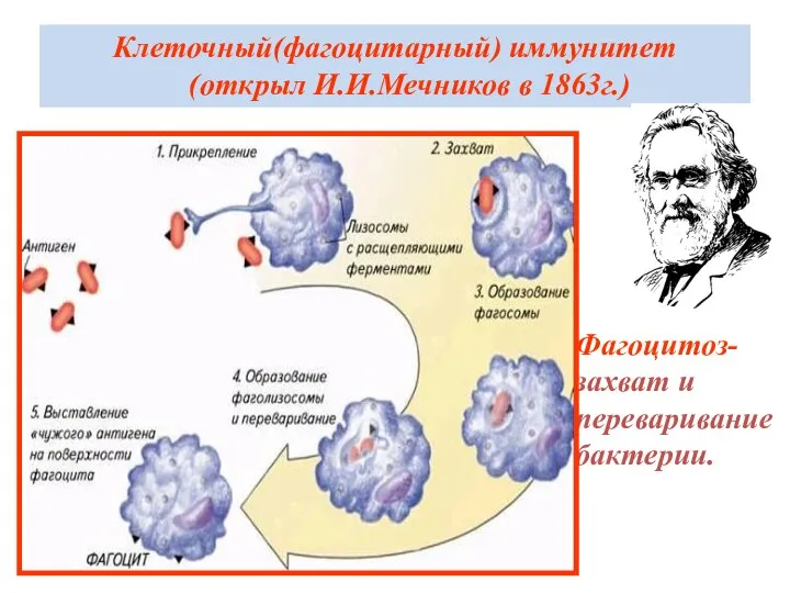 Клеточный(фагоцитарный) иммунитет (открыл И.И.Мечников в 1863г.) Фагоцитоз- захват и переваривание бактерии.