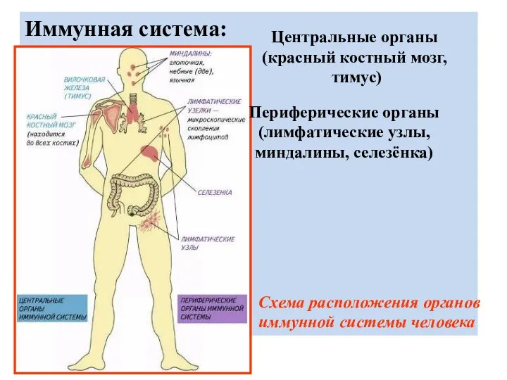 Иммунная система: Центральные органы (красный костный мозг, тимус) Периферические органы (лимфатические