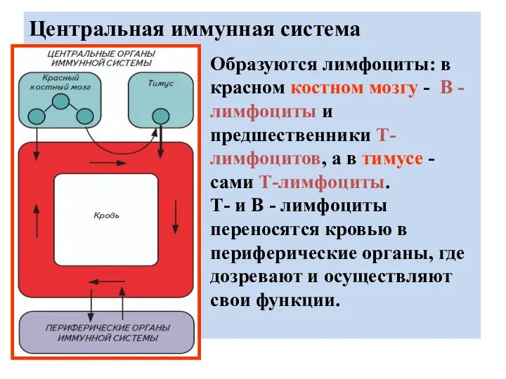 Центральная иммунная система Образуются лимфоциты: в красном костном мозгу - В