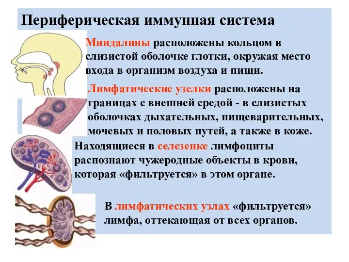 Периферическая иммунная система Миндалины расположены кольцом в слизистой оболочке глотки, окружая