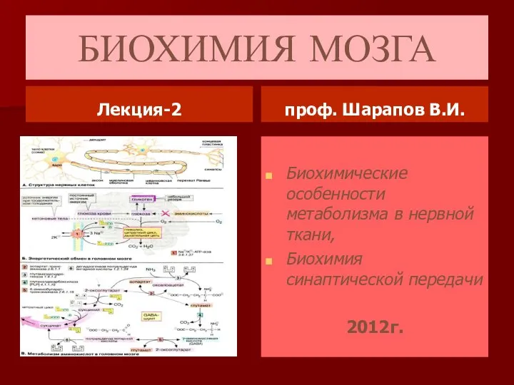 БИОХИМИЯ МОЗГА Лекция-2 проф. Шарапов В.И. Биохимические особенности метаболизма в нервной ткани, Биохимия синаптической передачи 2012г.