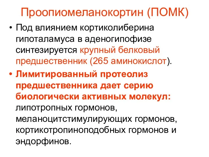 Проопиомеланокортин (ПОМК) Под влиянием кортиколиберина гипоталамуса в аденогипофизе синтезируется крупный белковый