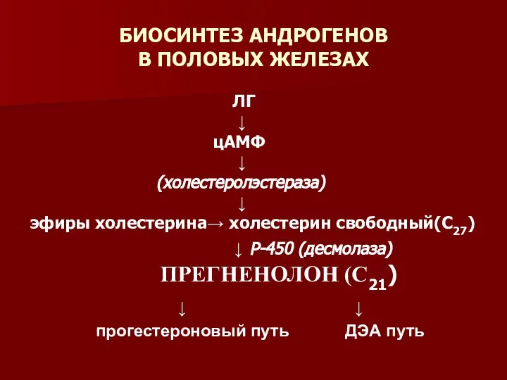 БИОСИНТЕЗ АНДРОГЕНОВ В ПОЛОВЫХ ЖЕЛЕЗАХ ЛГ ↓ цАМФ ↓ (холестеролэстераза) ↓