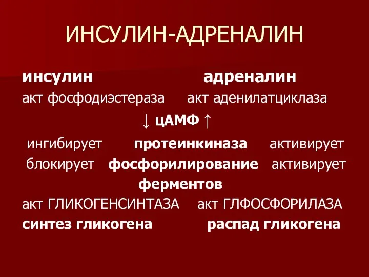 ИНСУЛИН-АДРЕНАЛИН инсулин адреналин акт фосфодиэстераза акт аденилатциклаза ↓ цАМФ ↑ ингибирует