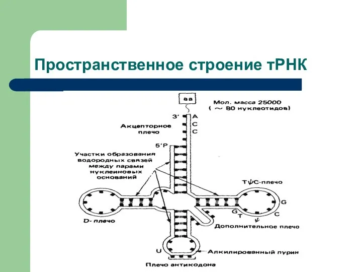 Пространственное строение тРНК