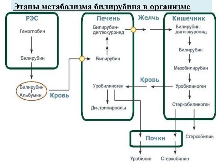 Этапы метаболизма билирубина в организме