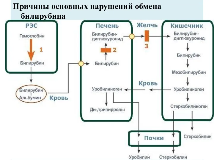 Причины основных нарушений обмена билирубина