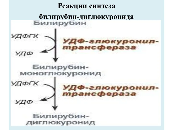 Реакции синтеза билирубин-диглюкуронида