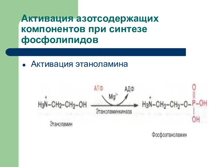 Активация азотсодержащих компонентов при синтезе фосфолипидов Активация этаноламина