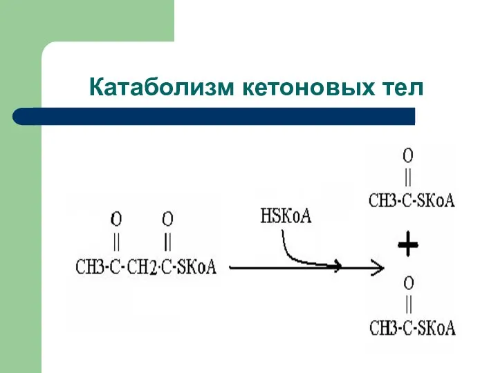 Катаболизм кетоновых тел