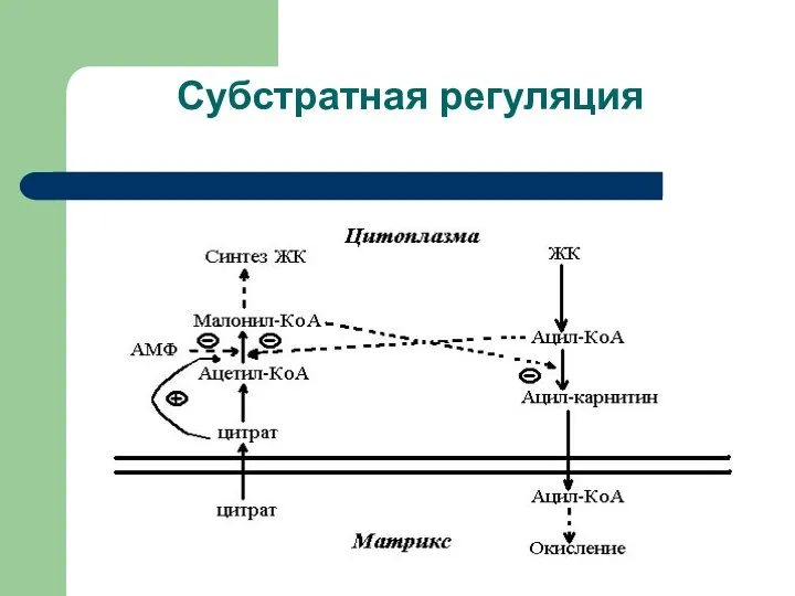 Субстратная регуляция