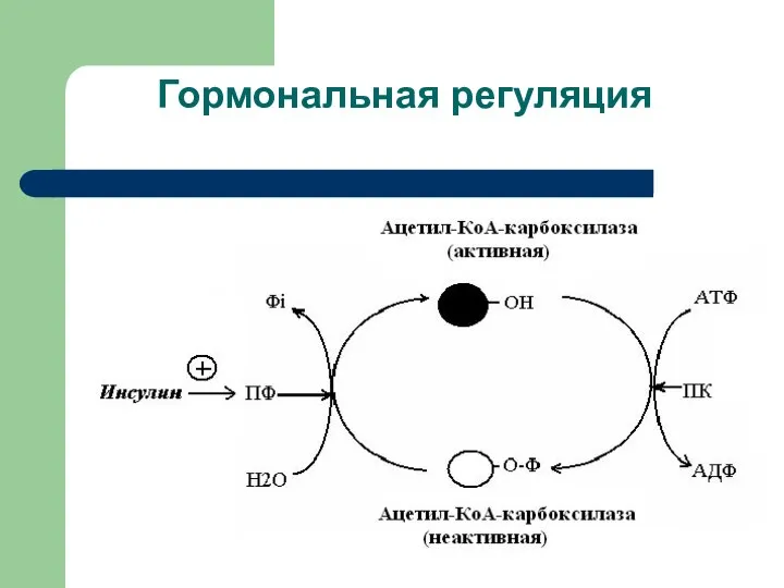 Гормональная регуляция