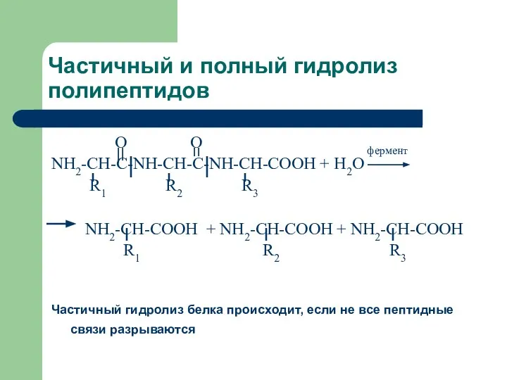 Частичный и полный гидролиз полипептидов O O фермент NH2-CH-C-NH-CH-C-NH-CH-COOH + H2O