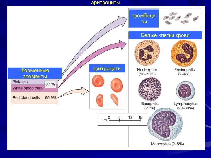 эритроциты эритроциты тромбоциты Белые клетки крови Форменные элементы