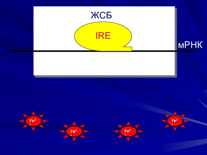 IRE Fe2+ Fe2+ Fe2+ Fe2+ ЖСБ мРНК