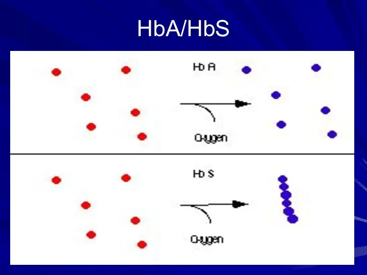 HbA/HbS