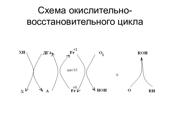 Схема окислительно-восстановительного цикла