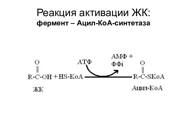 Реакция активации ЖК: фермент – Ацил-КоА-синтетаза