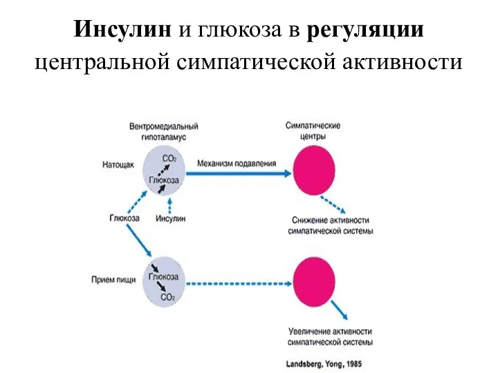 Инсулин и глюкоза в регуляции центральной симпатической активности