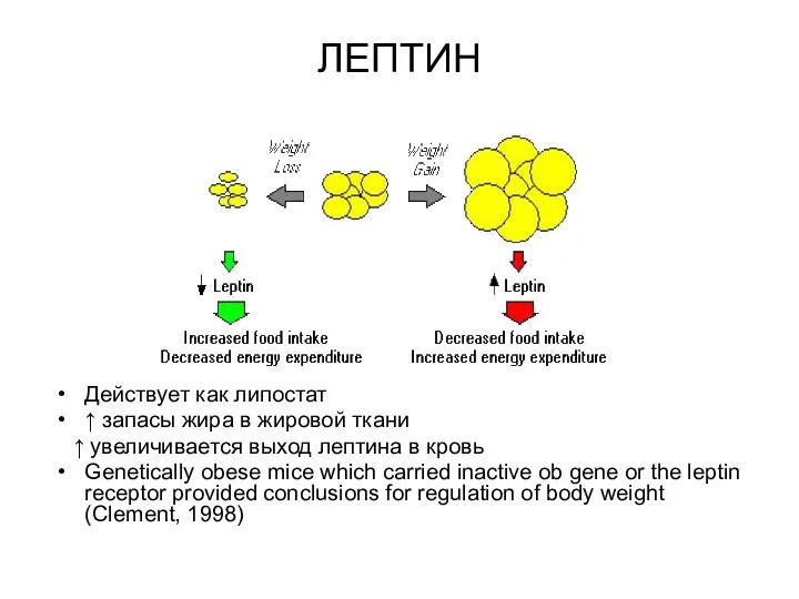 ЛЕПТИН Действует как липостат ↑ запасы жира в жировой ткани ↑