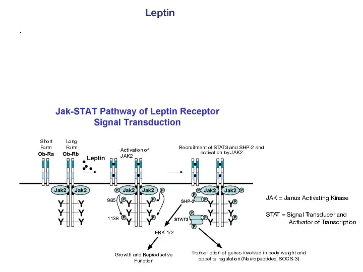 . Leptin JAK = Janus Activating Kinase STAT = Signal Transducer