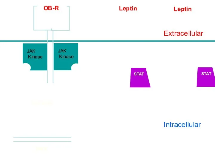 Intracellular Leptin Nucleus Extracellular DNA JAK Kinase JAK Kinase OB-R Leptin STAT STAT