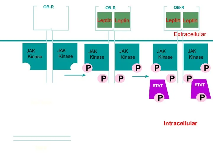 Intracellular Leptin Lepn Extracellular STAT STAT JAK Kinase JAK Kinase OB-R