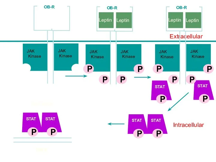 Intracellular Leptin Lepn Extracellular STAT STAT JAK Kinase JAK Kinase OB-R