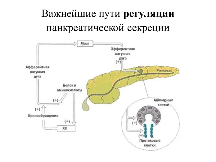 Важнейшие пути регуляции панкреатической секреции